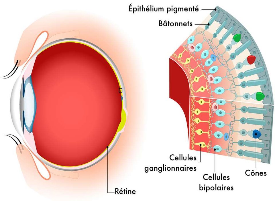 Retina drawing